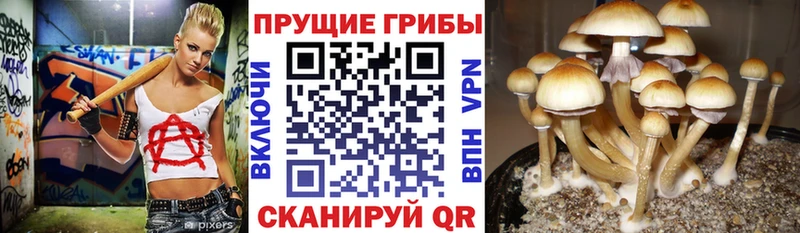 Галлюциногенные грибы Cubensis  Нефтегорск 
